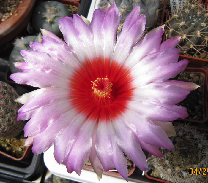 Thelocactus schwarzii flower